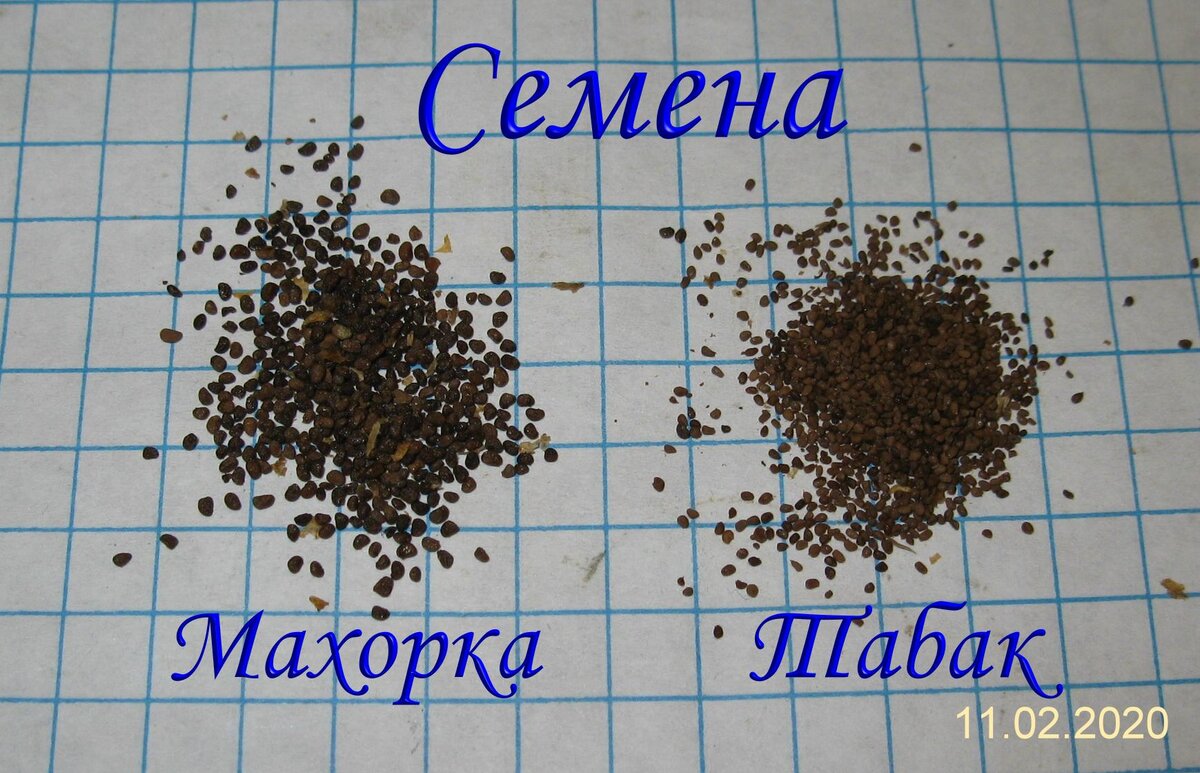 Так выглядят семена табака и махорки