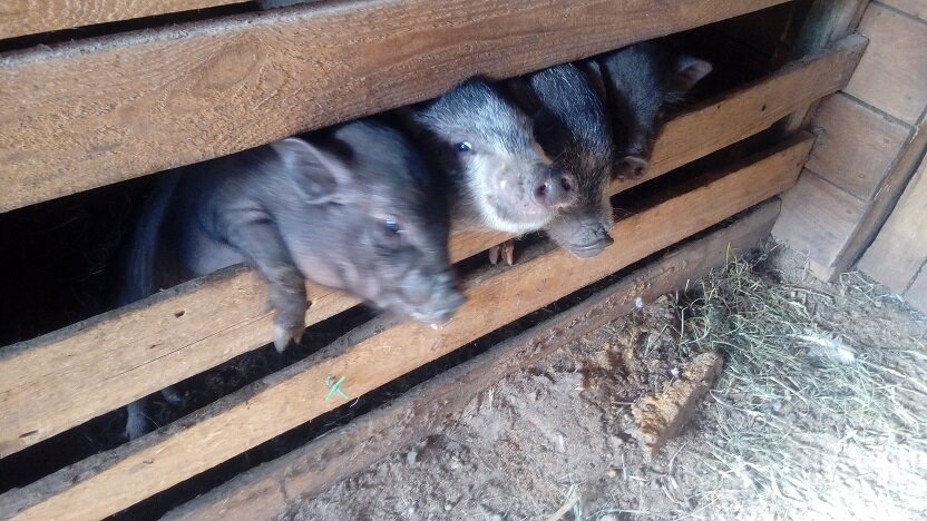 Эти хулиганы недавно отсажены от мамы. Очень общительные))