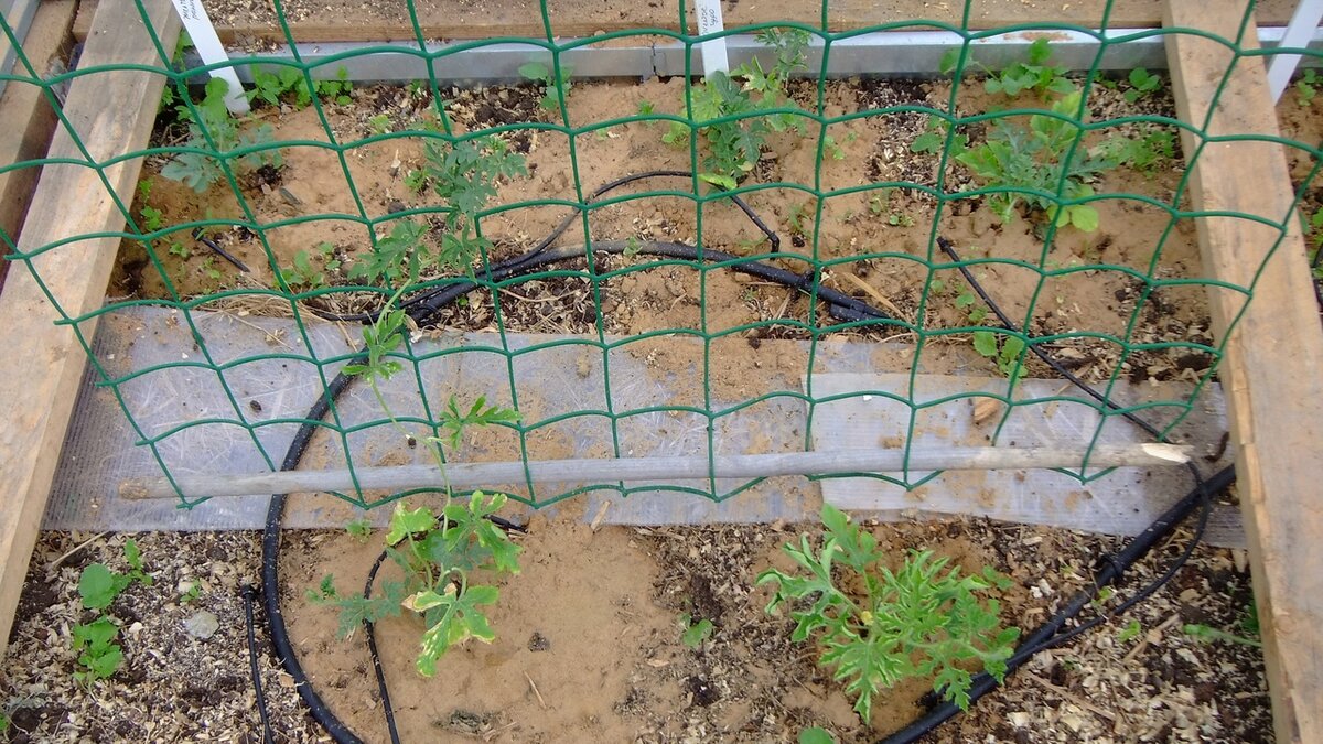 Фото 10 июня. Грядка с арбузами. 