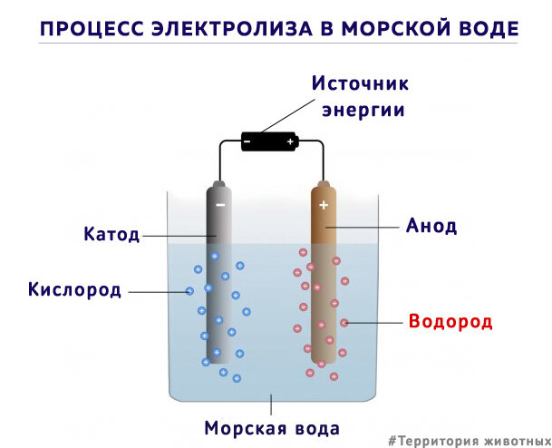 Схема процесс высвобождения водорода и кислорода из раствора морской воды