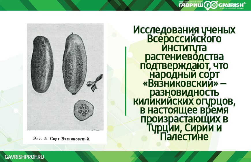 Селекция огурцов презентация