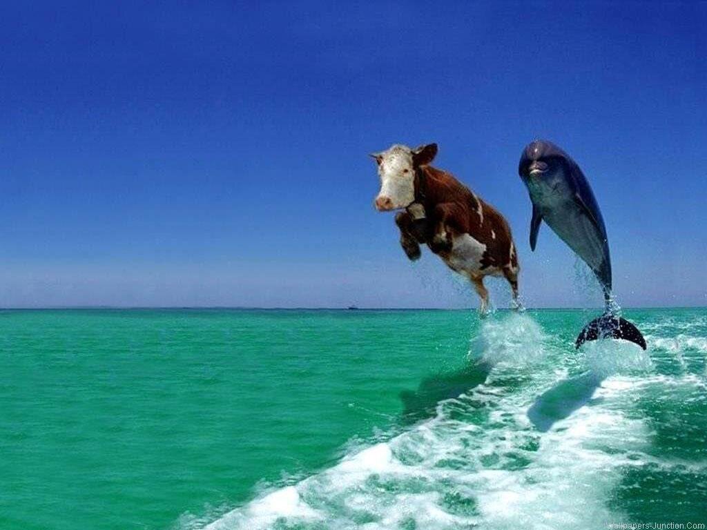 Если что, справа дельфин, а не акула.