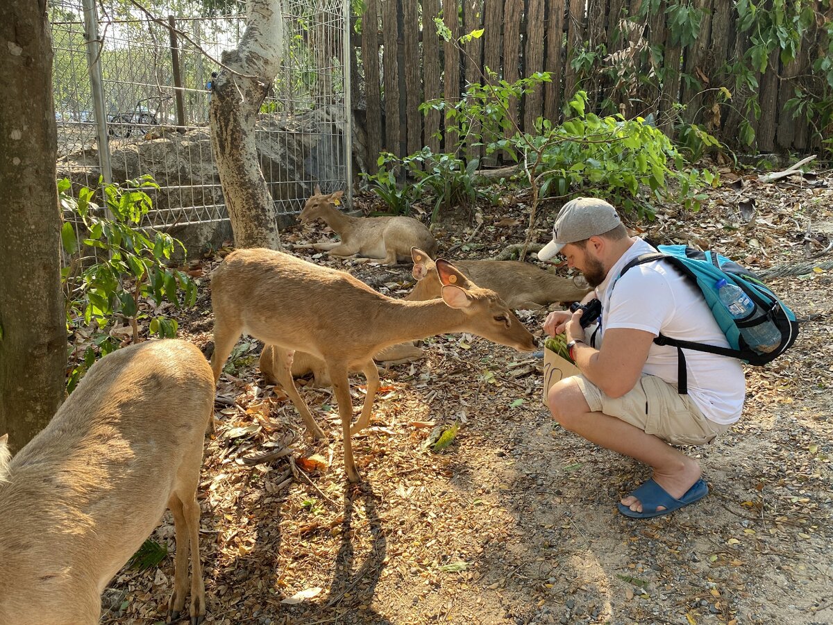 Зоопарк Кхао Кхео в Паттайе. Наши впечатления. Много фото