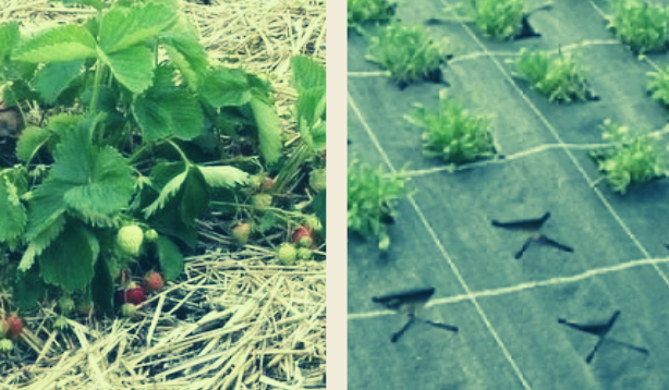 Пример органической и синтетической мульчи