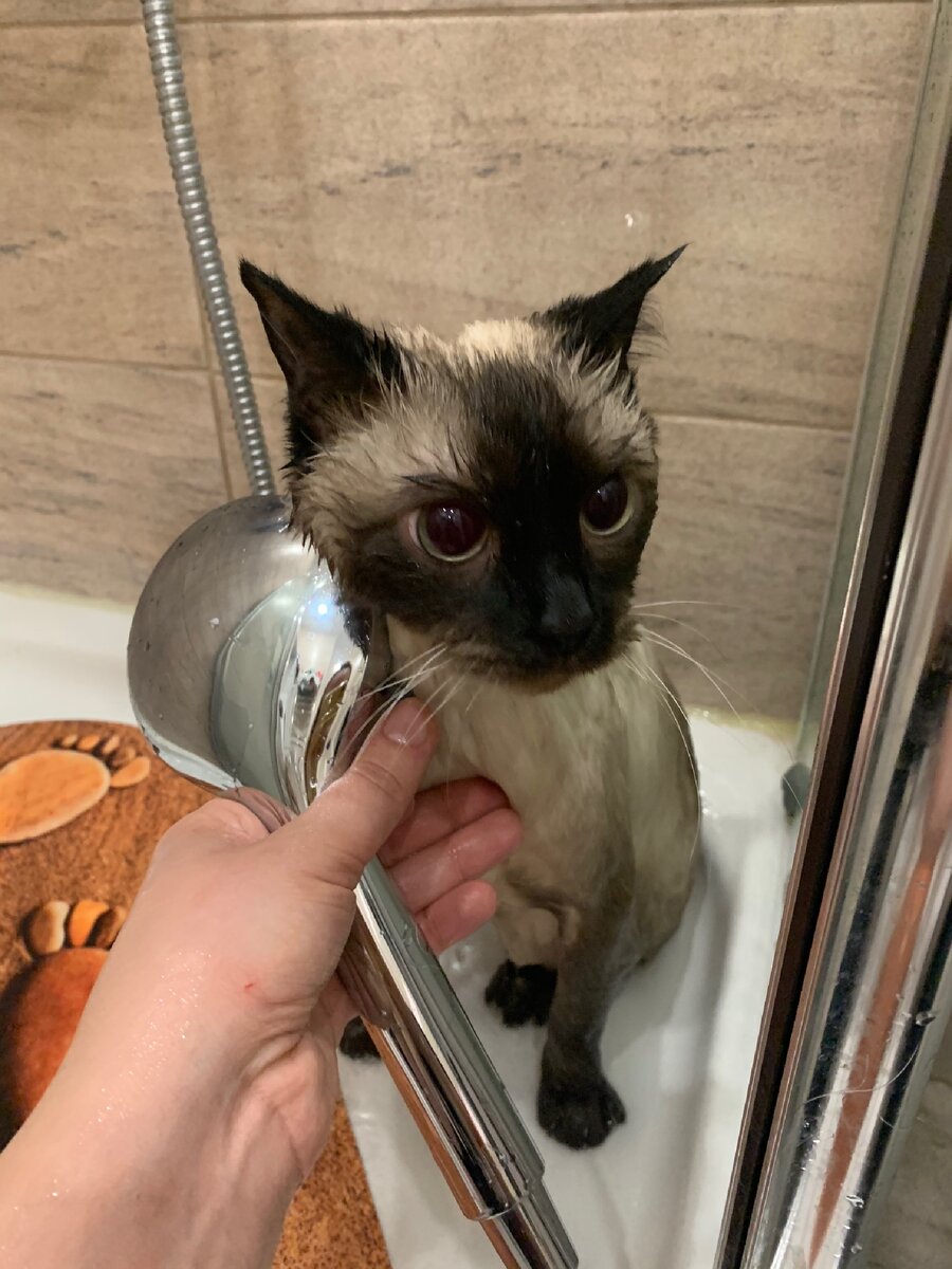 Если бы коты могли говорить ... 😹👆🏻