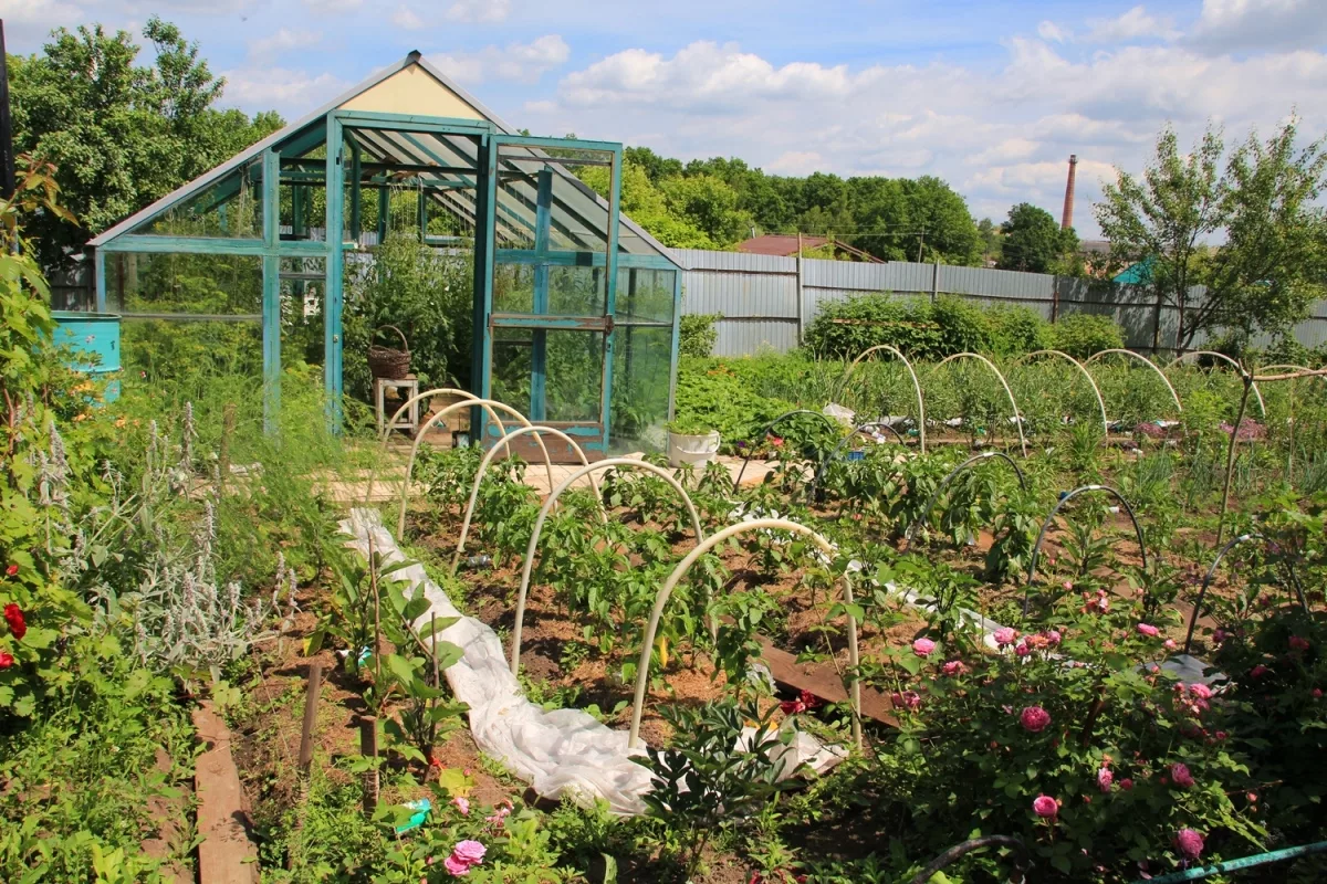 Теплица в огороде