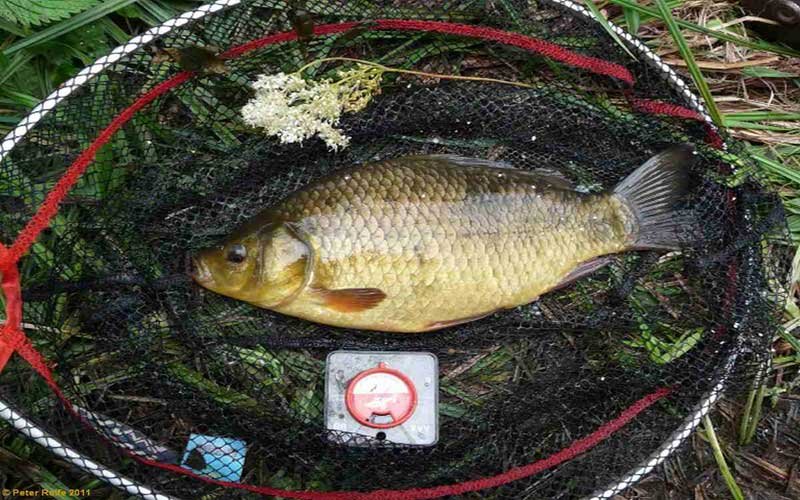 Именно в таких местах на выручку придет оснастка с мормышкой. Дело в том, что в данном случае уже не получается проплывов вбок наживки на крючке, выше которого располагается груз. Мормышка погружается в водоем среди различных зарослей четко в вертикальной плоскости, как в лунке.