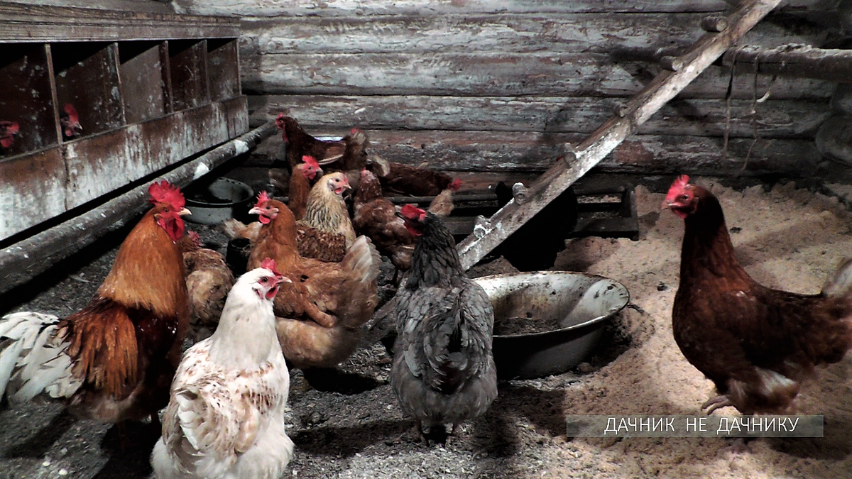 Наши куры в курятнике