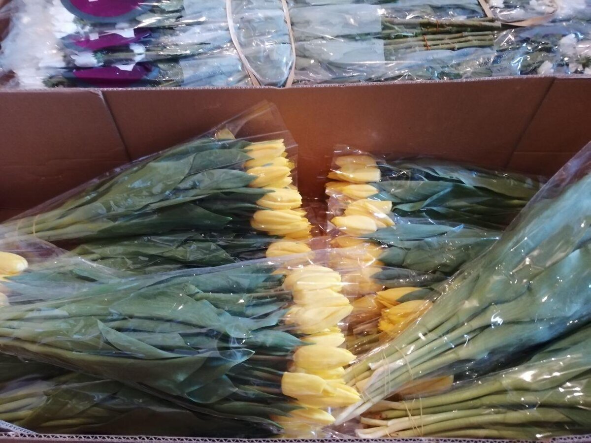 Желтые тюльпаны