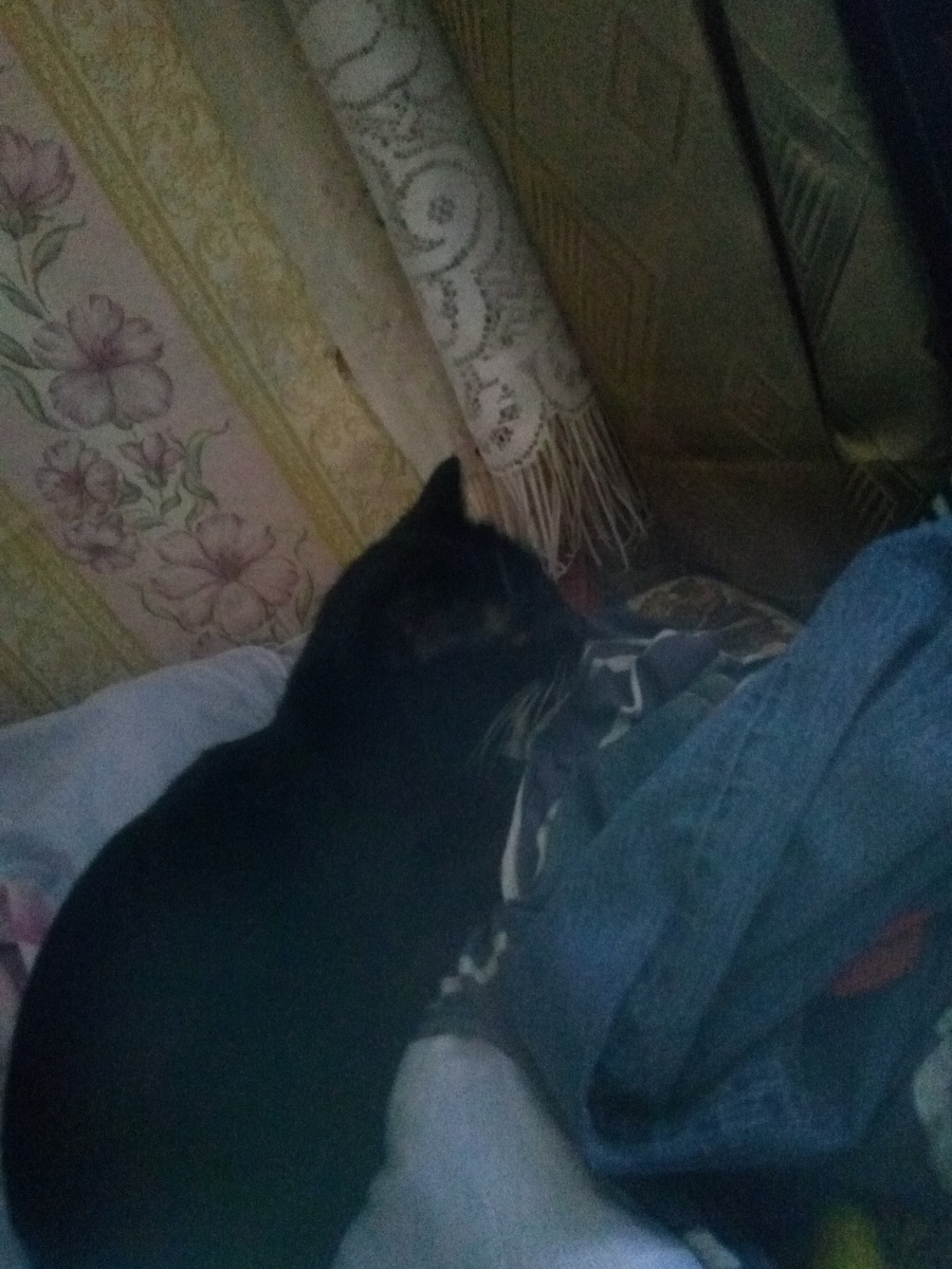 Моя кошка взрослая