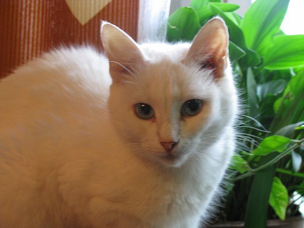 Одна из моих кошек.
