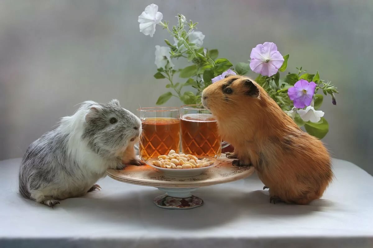 Фото взято из сети