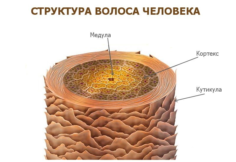 структура волоса