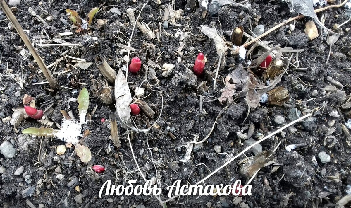 Весна, пробиваются пионы! Скоро это будут розовые махровые кусты, пьянящие своей красотой и ароматом. А пока, это совсем маленькие ростки, в которых заключён мощный потенциал жизни! 