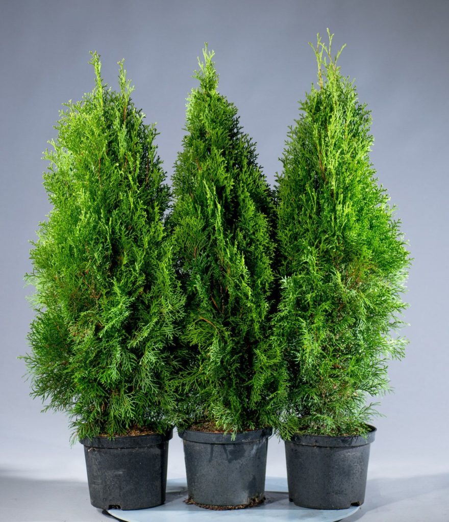 Туя - тоже хвойное растение