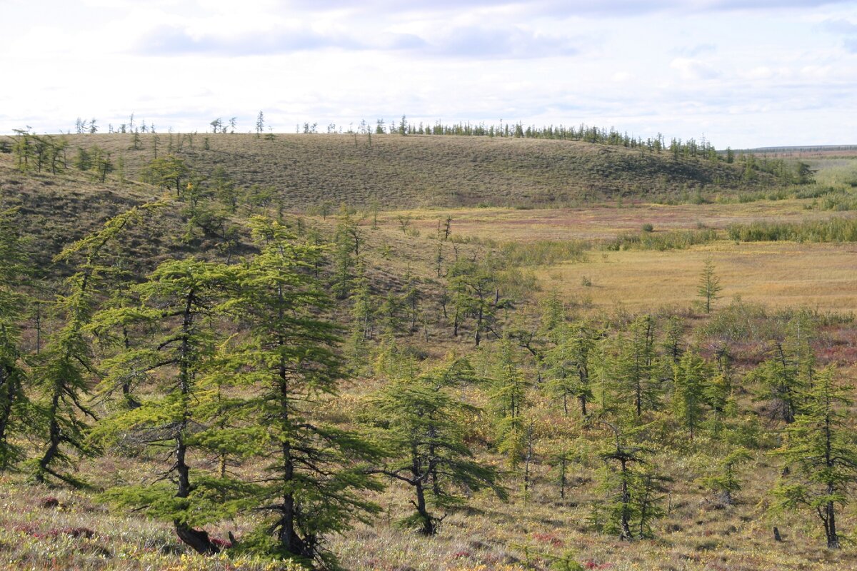 Лиственичник