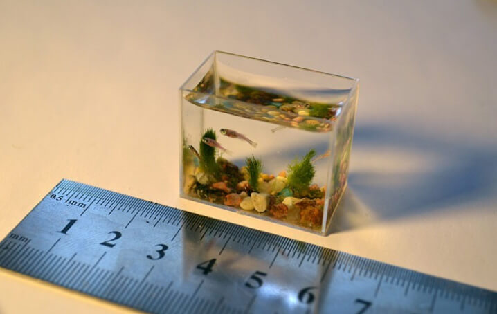 Рыба Paedocypris