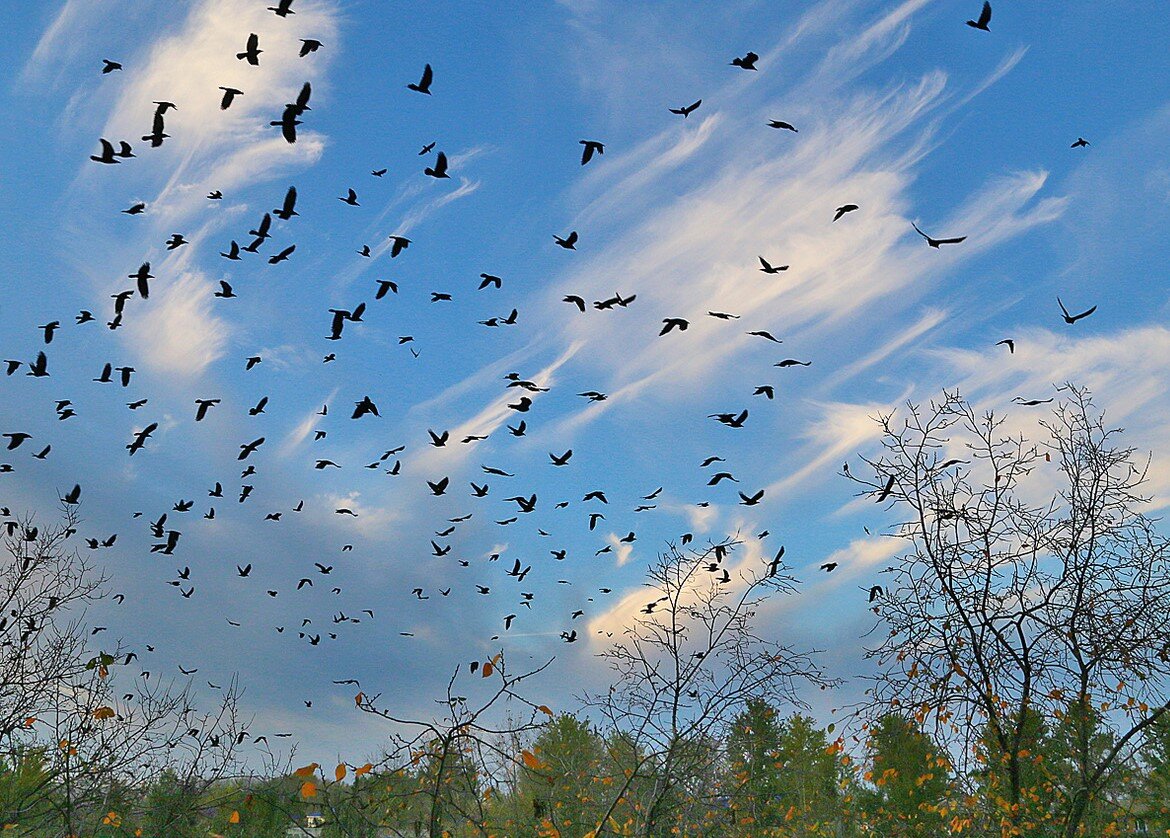 Пришла весна