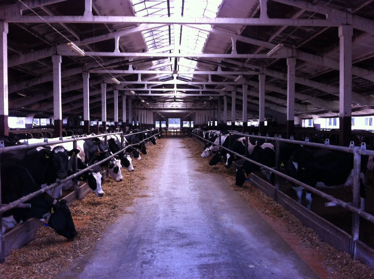 фермы беларуси. ферма в беларуси. молочные фермы беларусь. животноводческое хозяйство "молочная ферма". ферма в беларуси.