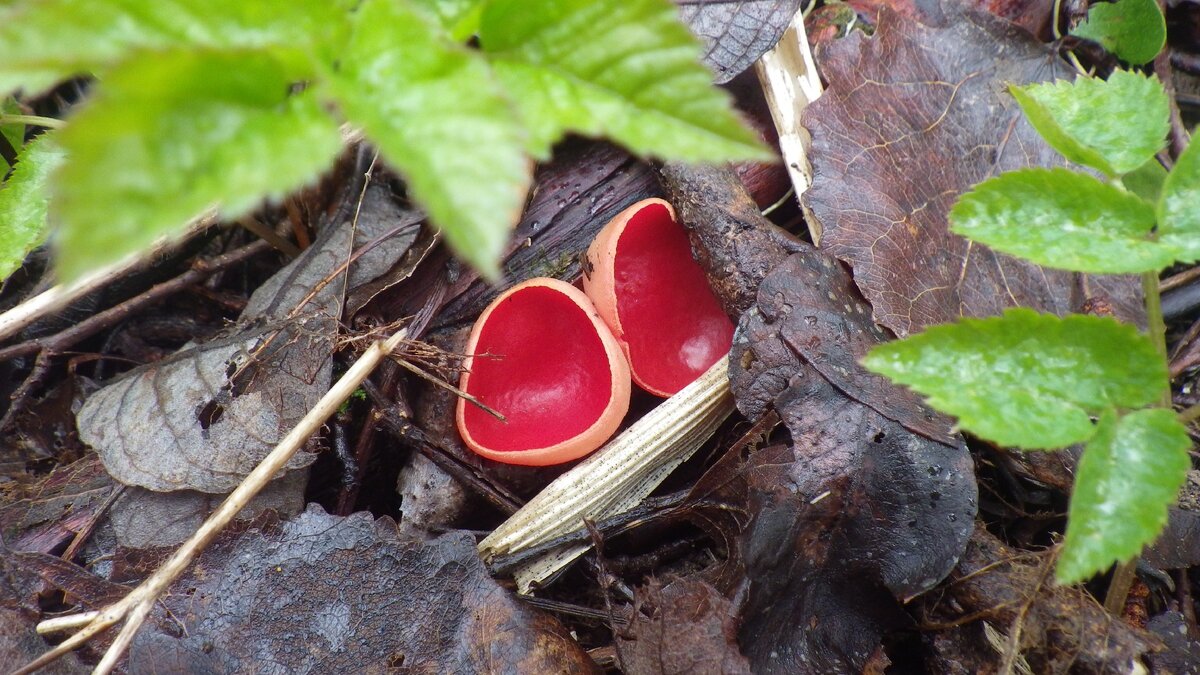 Открытие грибного сезона началось!