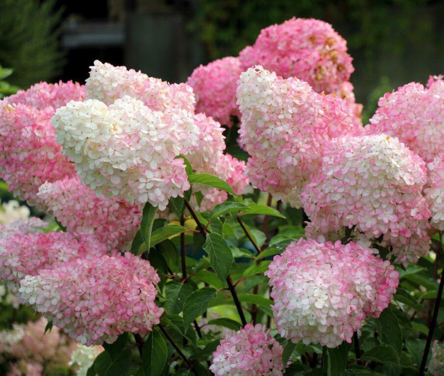 Фото из открытых источников для примера. Метельчатая.