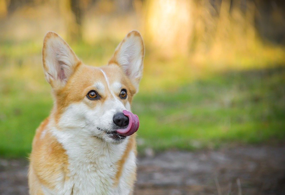 https://cdn.pixabay.com/photo/2019/06/10/17/51/welsh-corgi-pembroke-4264865_960_720.jpg