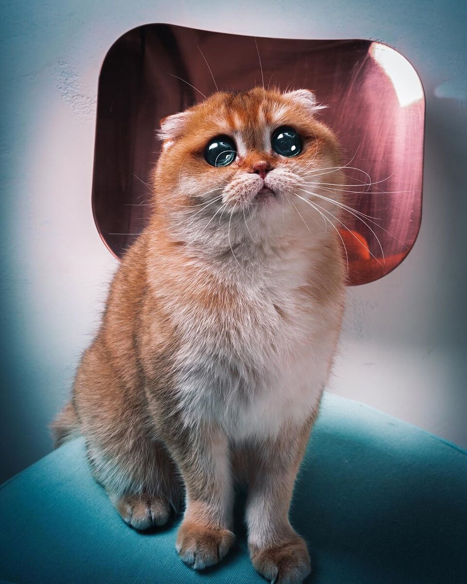 Фото: sky.cattery