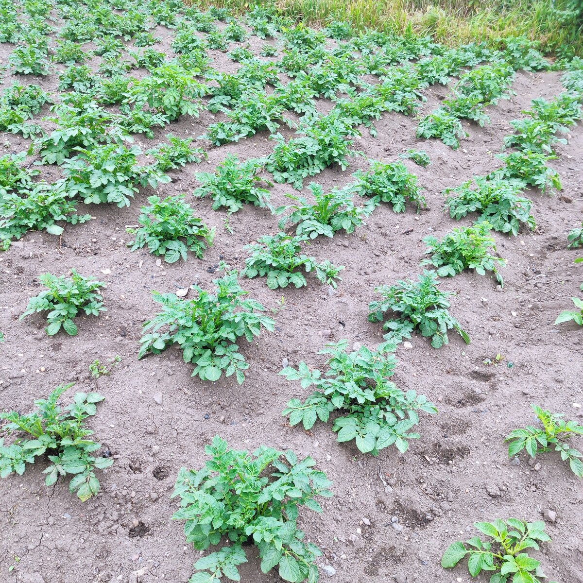 Картошку пора окучивать