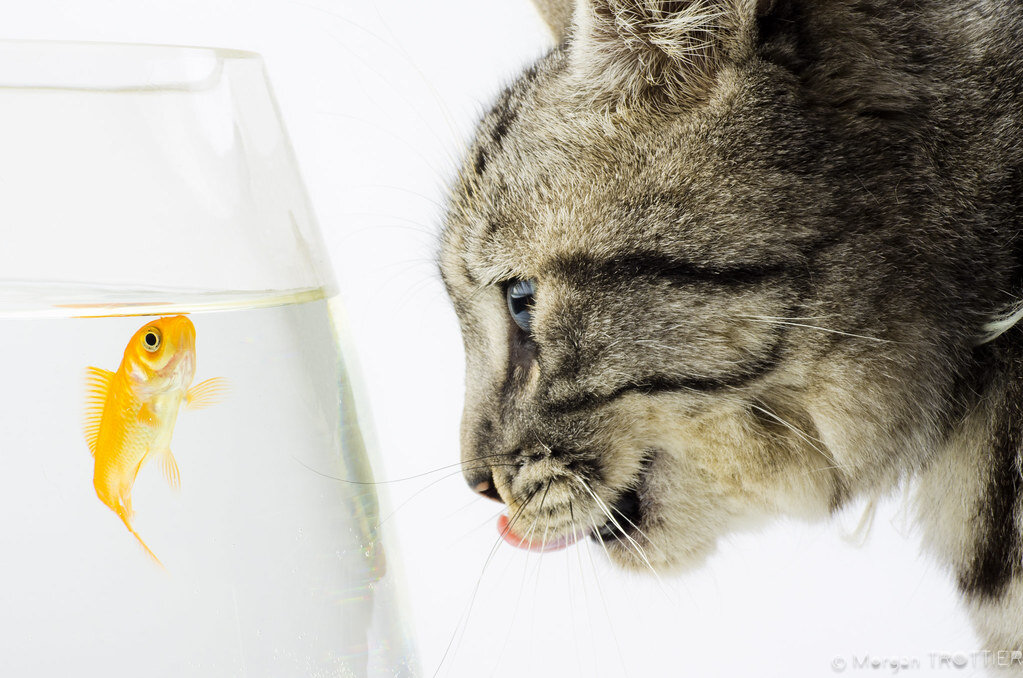 Фотобанк: flickr.com 