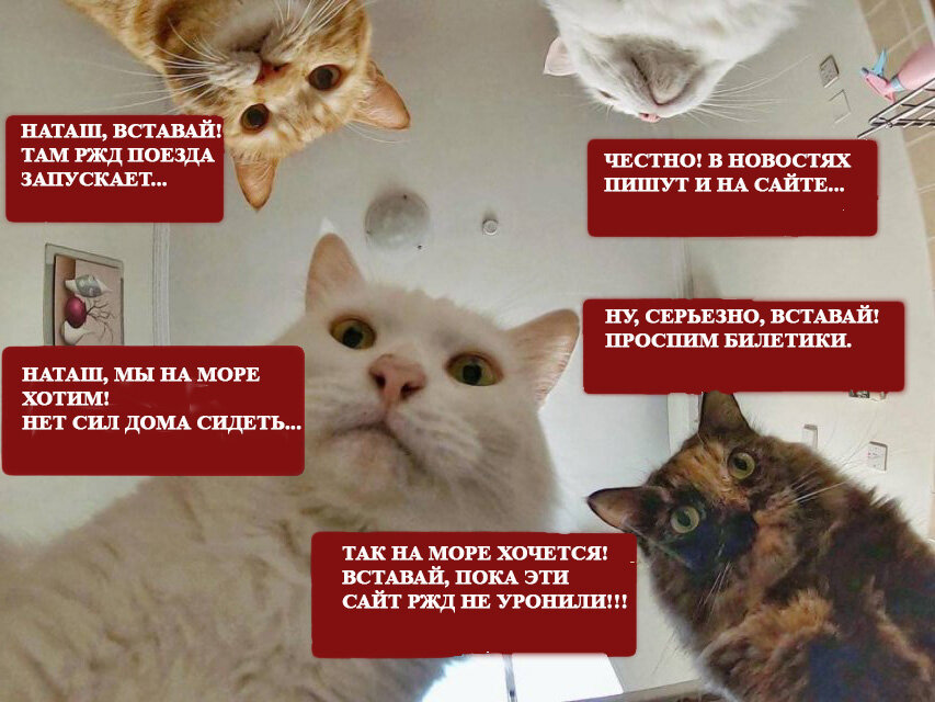Котики и наташа новые мемы