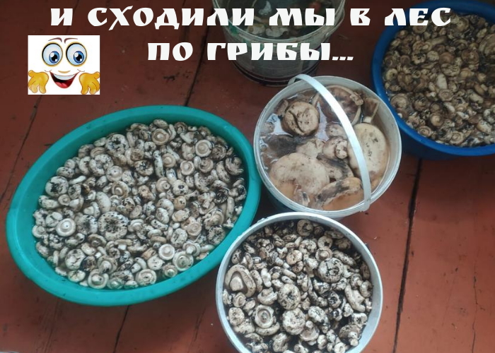Грузди из Башкирских лесов.
