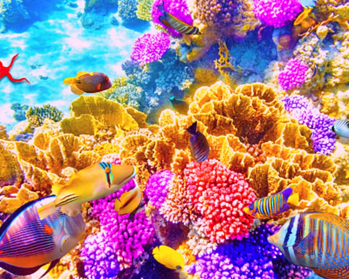 Коралловые рифы очень чувствительны: даже один неосторожный удар ластами может их повредить.