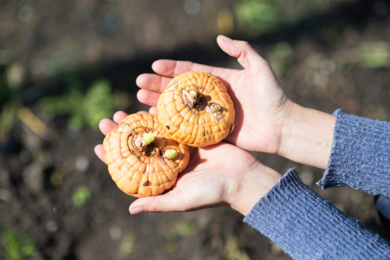 Луковицы гладиолусов. Иллюстрация для статьи используется по стандартной лицензии ©dachnyedela.ru