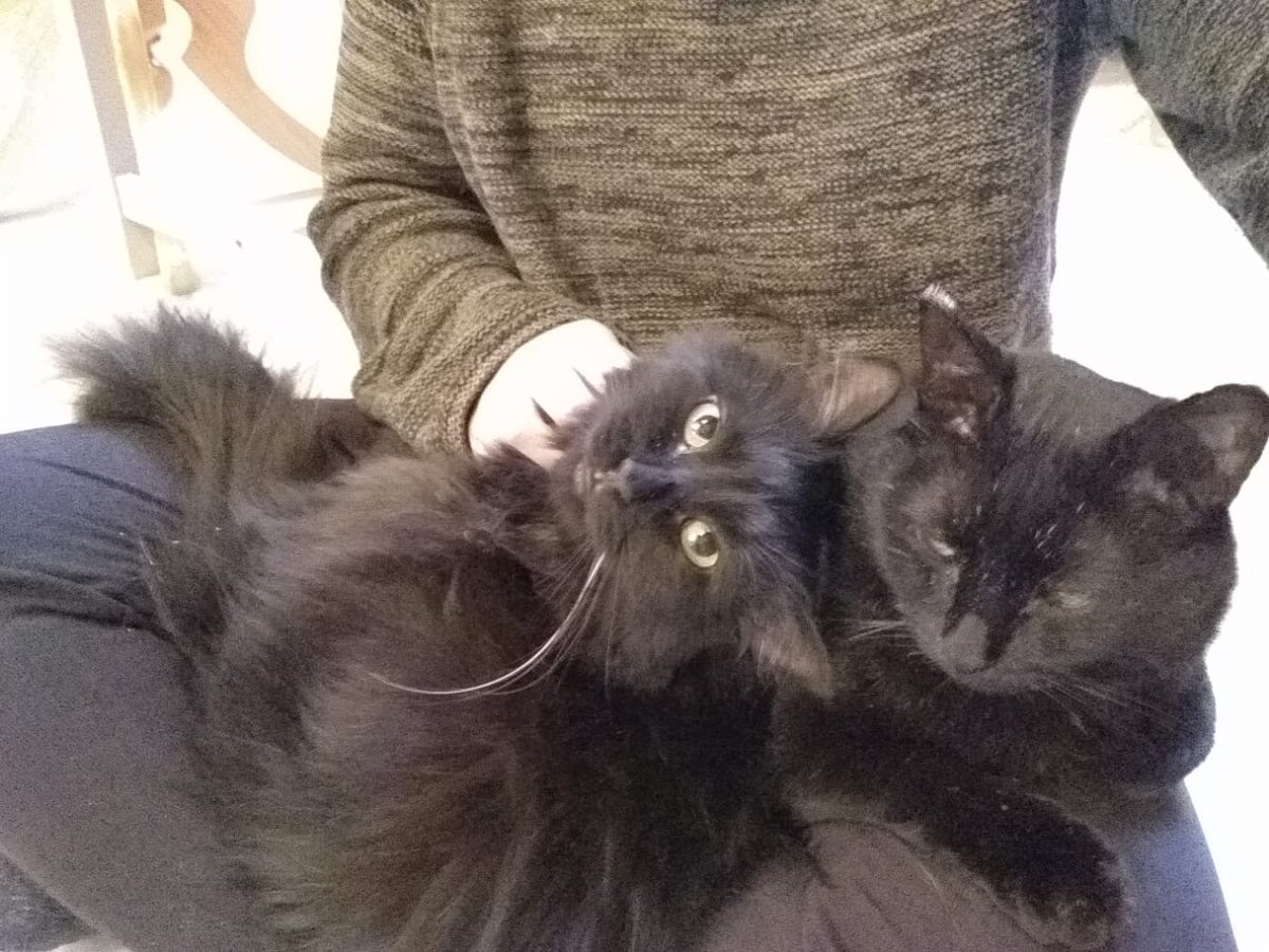 Всем нужно уделять равное внимание. Когда котиков много - приходится искать выходы как никого не обидеть  :)