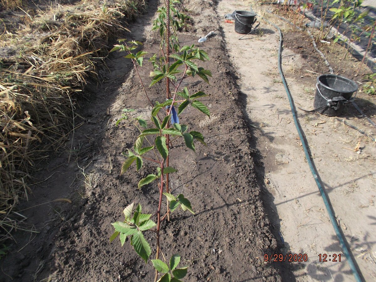 Осеняя посадка ежевики