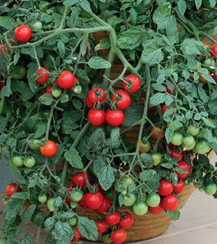 Томат Рябиновые бусы