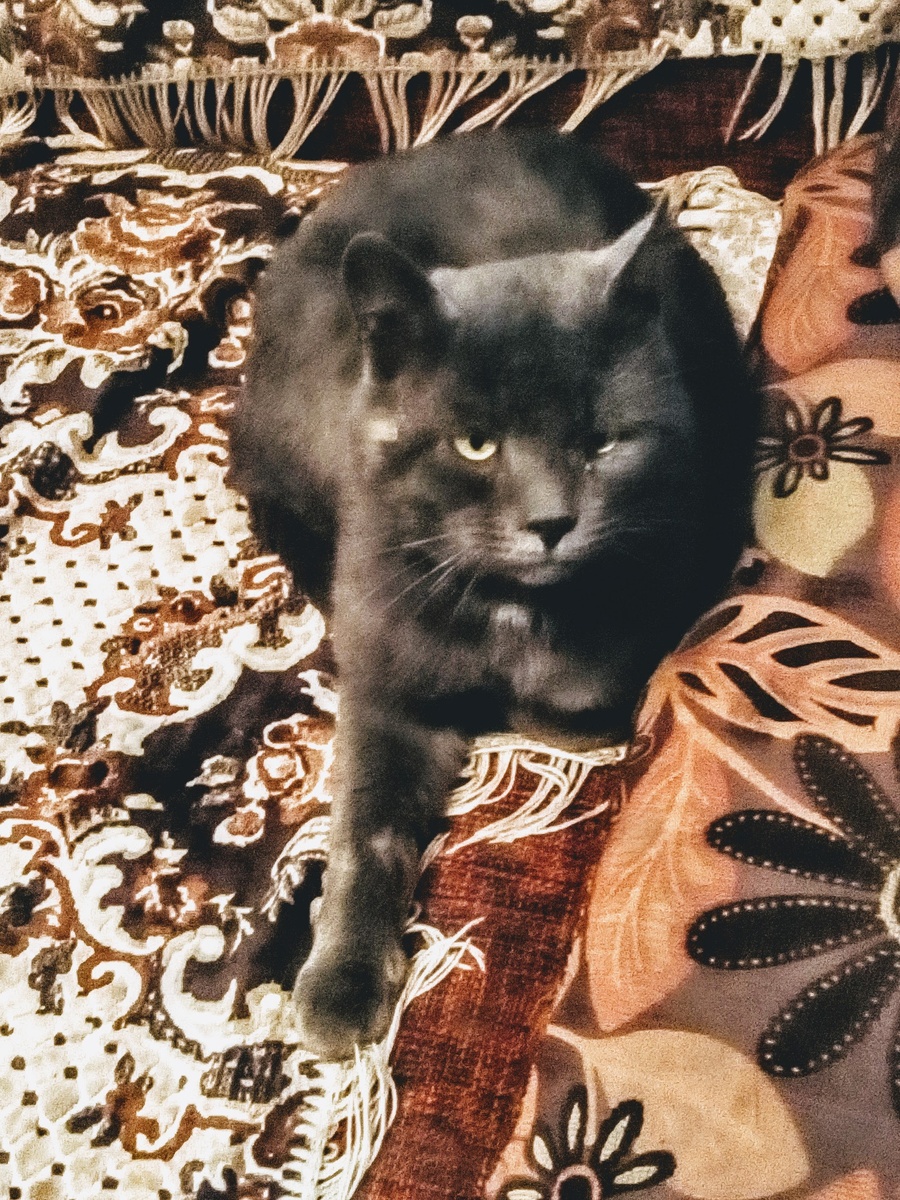 Не доволен остался только дымчатый кот Радзевилл. 