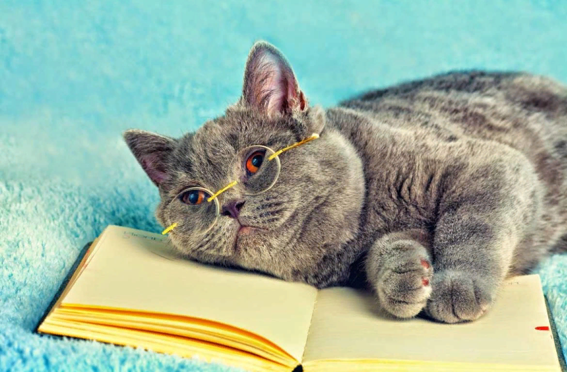Интересные факты о кошачьем интеллекте. Интеллект кошки и человека. Кот вопросительный знак. Iq кошки. Вопросительный взгляд кота.