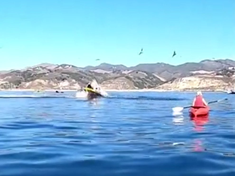 Whale nearly swallowed two kayakers in California when it jumped out of the sea (Facebook/ Kellie Balentine)