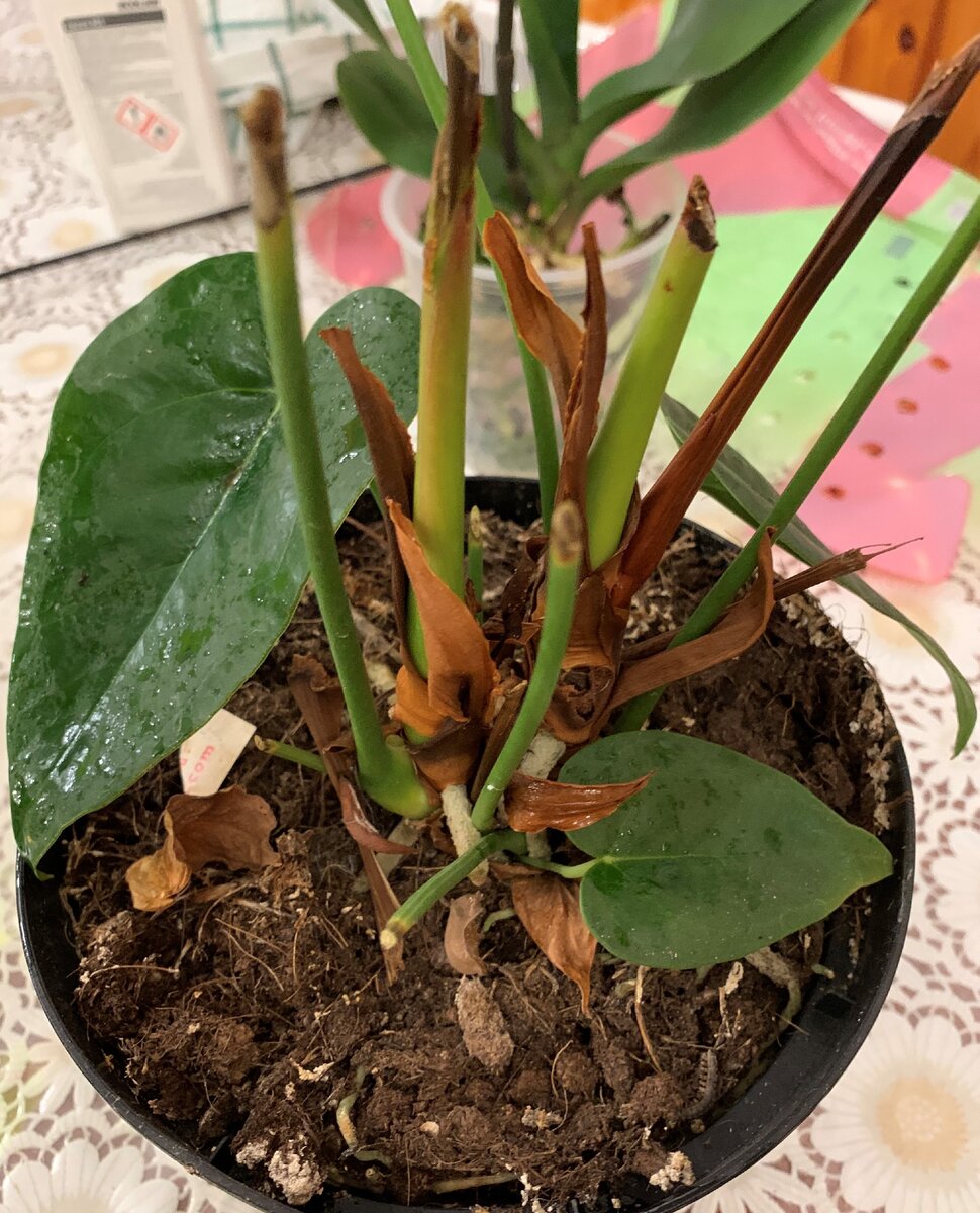 Антуриум  и Орхидея только принесенные из магазина. Личный архив