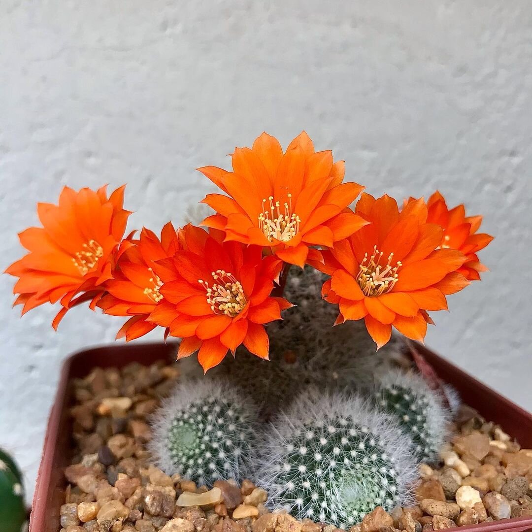 Цветущая ребуция