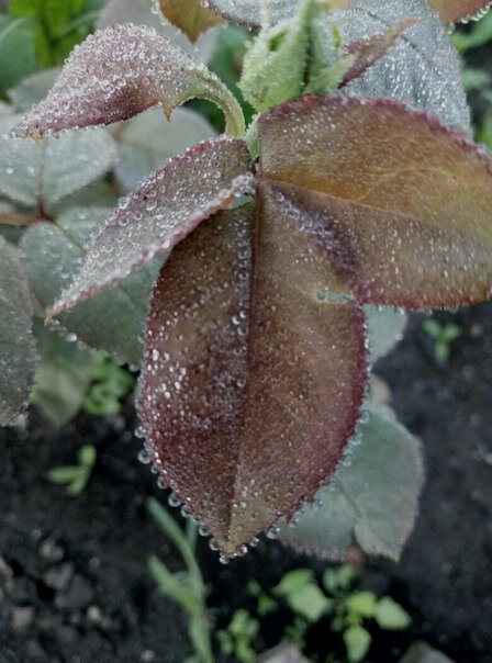 капли россы