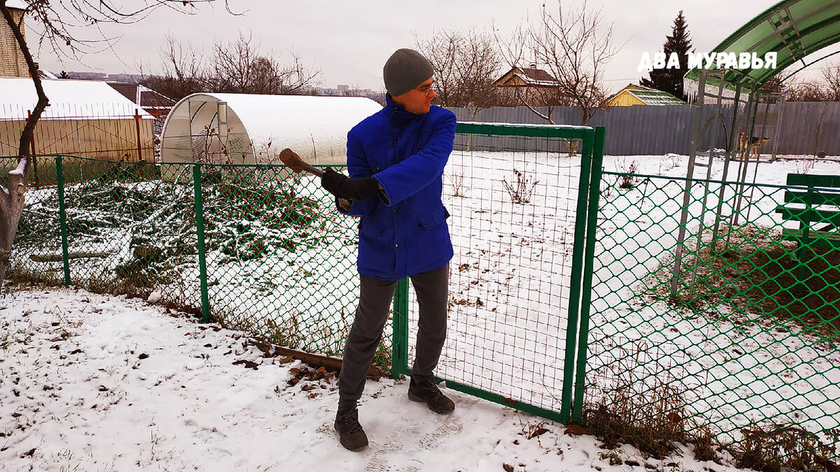 Плющ для живой изгороди. Забор посреди поля. Плющ на 3д заборе. Дома без забора. Калитка без забора.