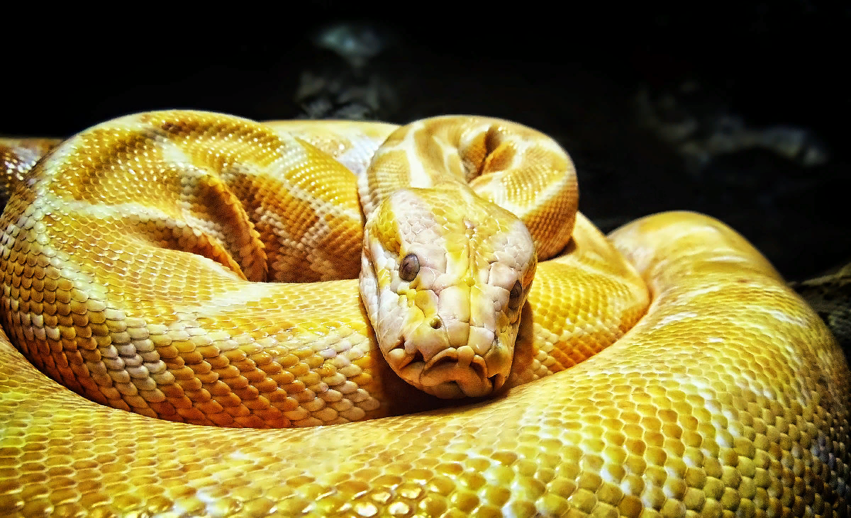 Фотография в свободном доступе в Интернет