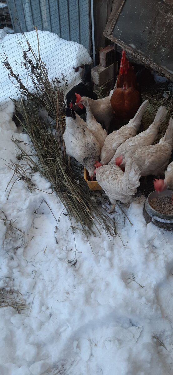 Дала им  покушать