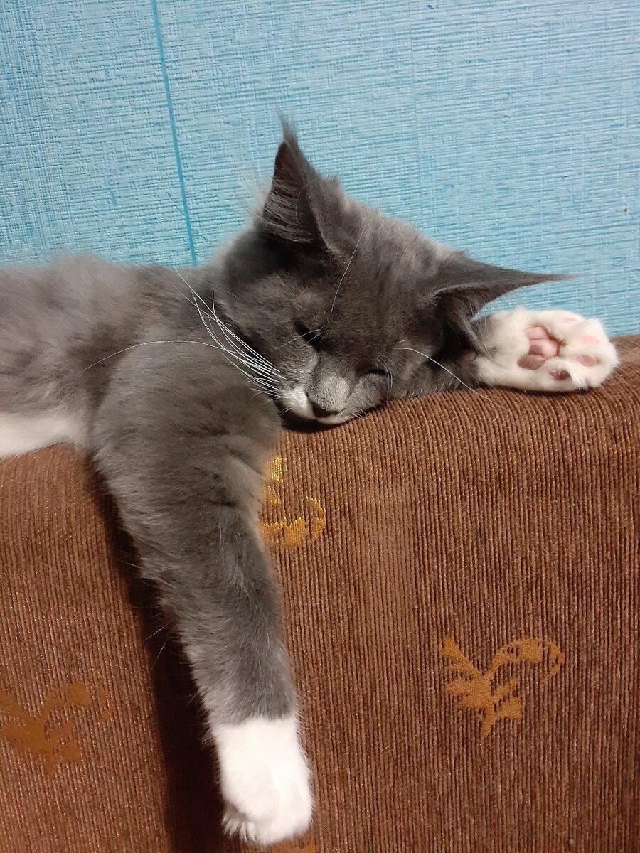 Котенок Мейн-кун "Смоки"