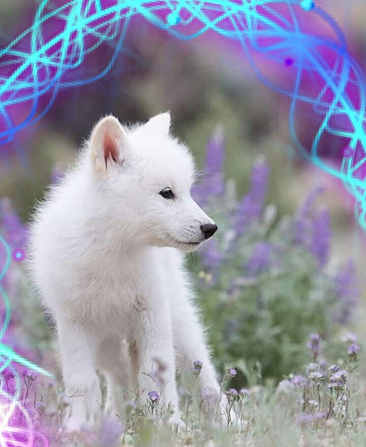 Фото взято из источников интернета и обработано 