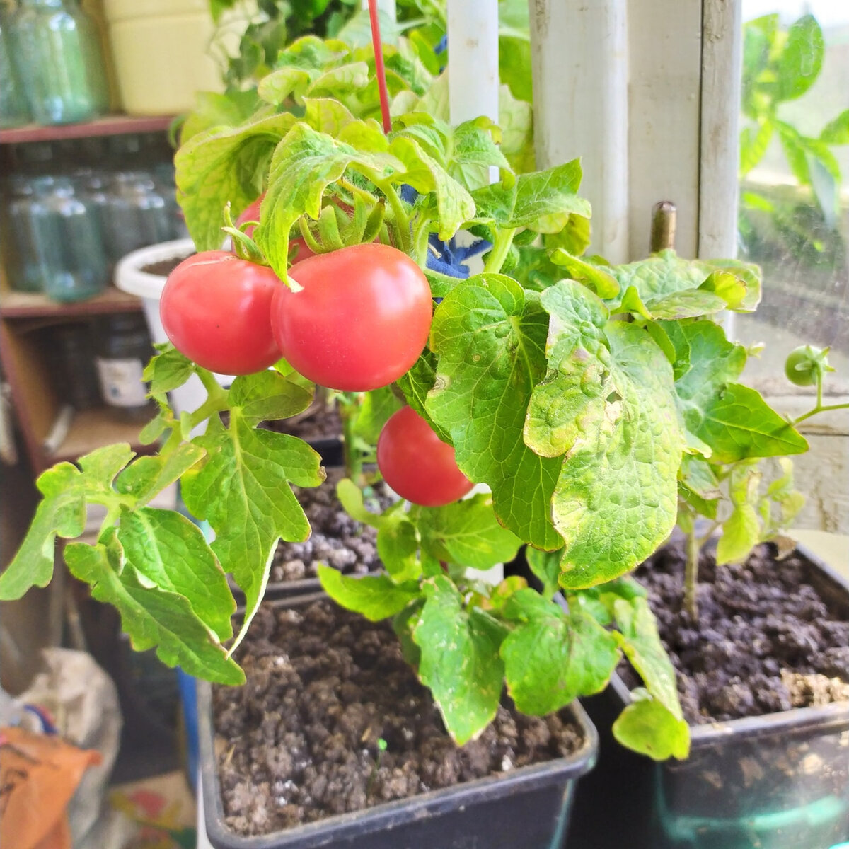 Фото Мальневой Александры плоды томата "Ранняя пташка" 6 июня 2020 года