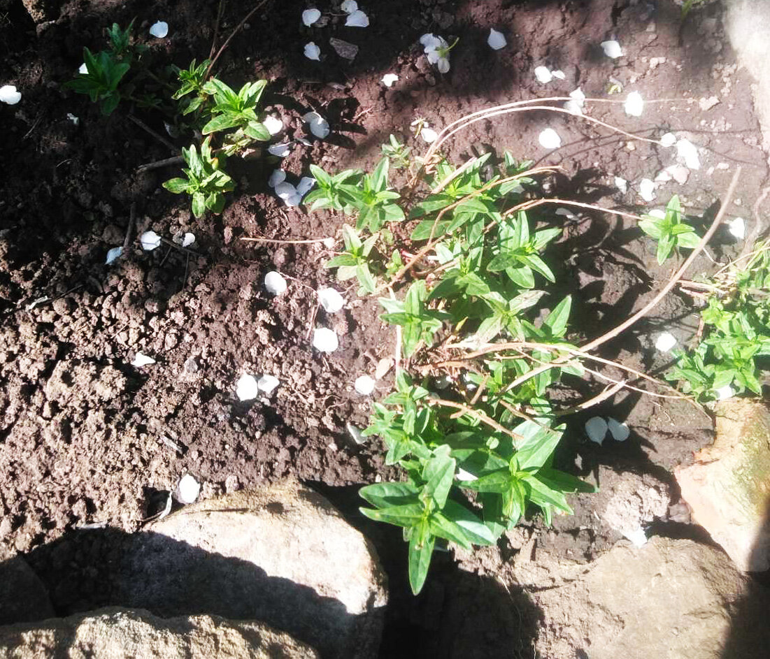 Пересаженный корешками Иван-чай взошел 