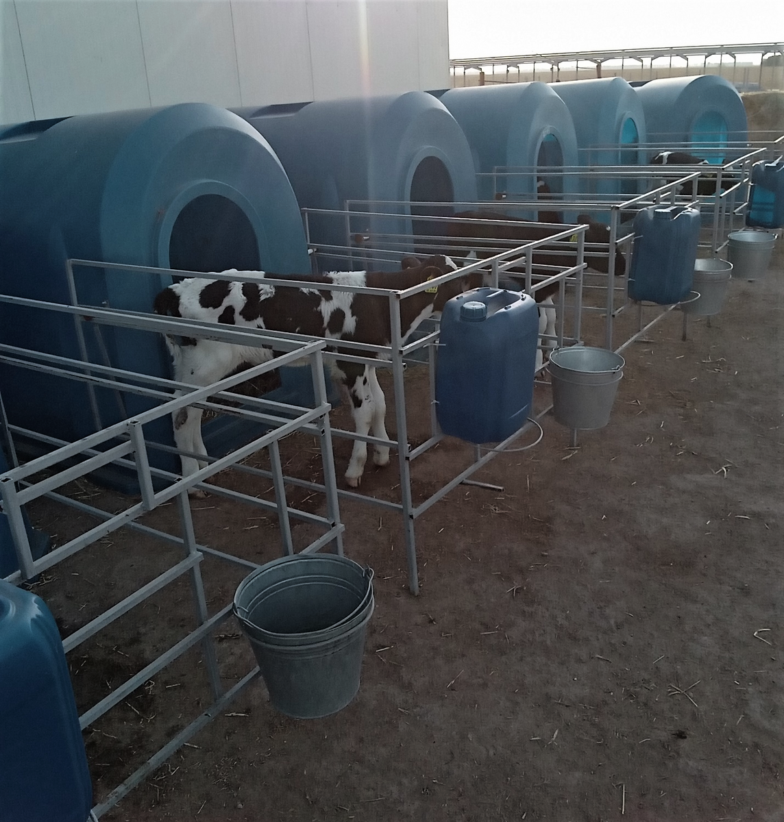                                                     "Улица" маленьких телят.